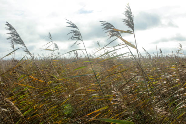 long grasses (poaceae) - long grass uncultivated plant stage plant condition imagens e fotografias de stock