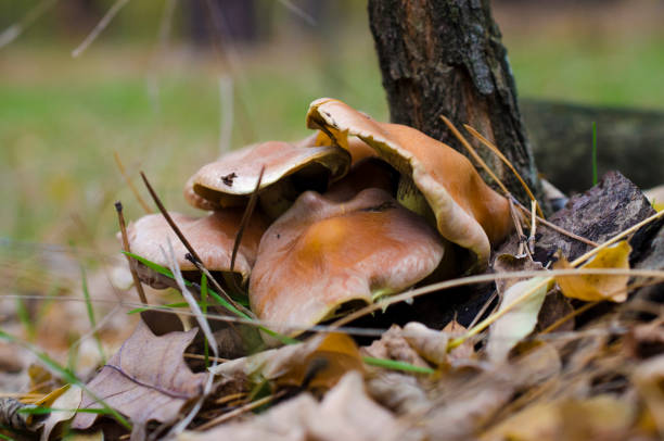 istock mushrooms hid in the leaves 869869634