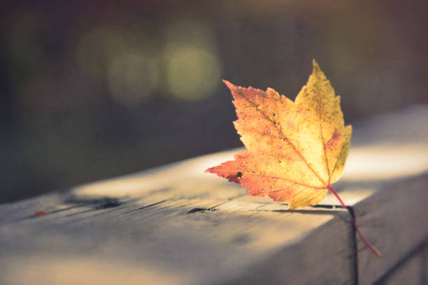 istock Artistic composition textured effect autumn leaves, Canadian forest 869872328