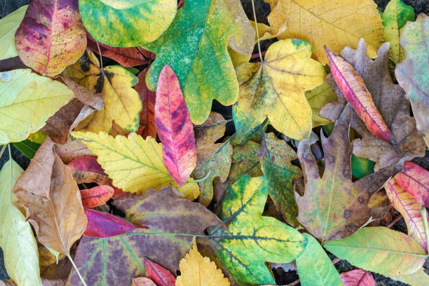 istock dried autumn leaves as a background 869872484
