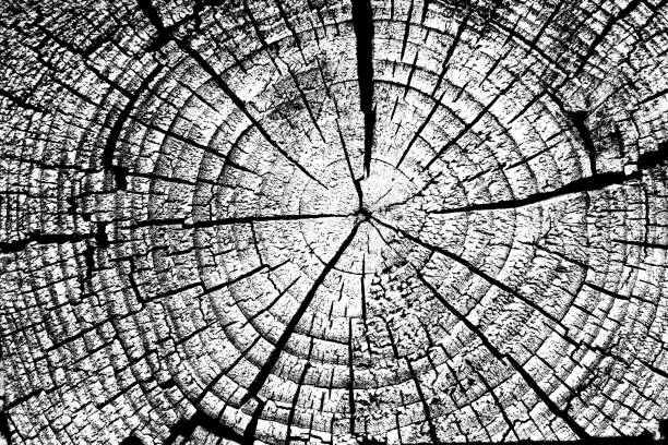 Stump with annual rings background black and white.