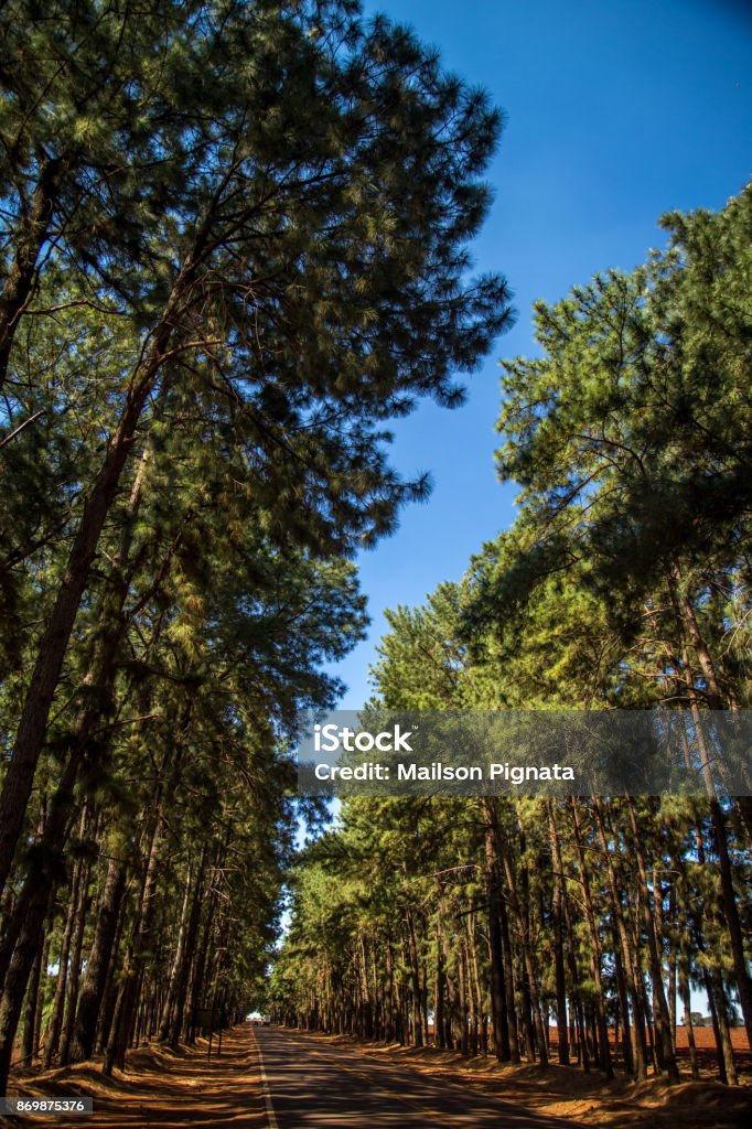 Stople Tree Way Pine Tree Way Stock Photo - Download Image Now - Asphalt, Brazil, Bush ...