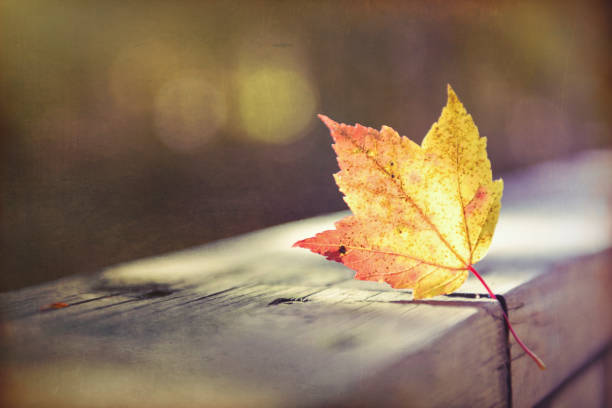 istock Artistic composition textured effect autumn leaves, Canadian forest 869875730