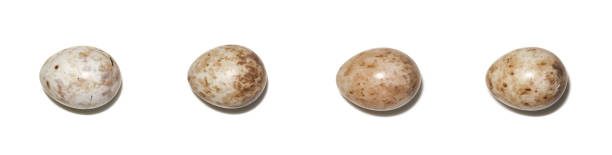 Sylvia borin. The eggs of the Garden Warbler