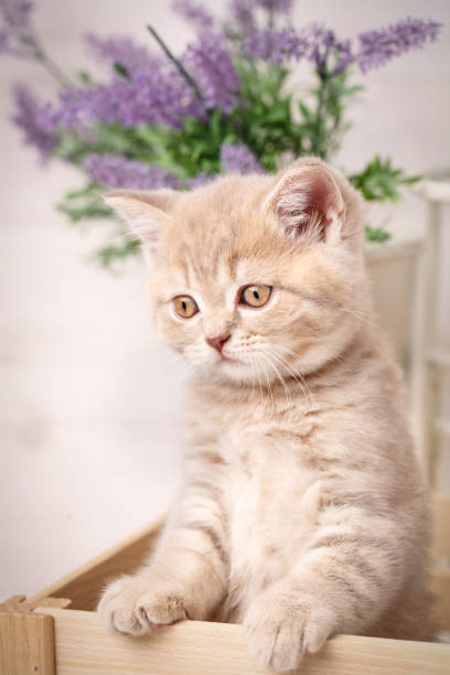 istock Cute funny cat standing in wooden box 869879844