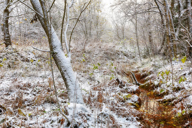 istock Snowfall on the swamp 869880060