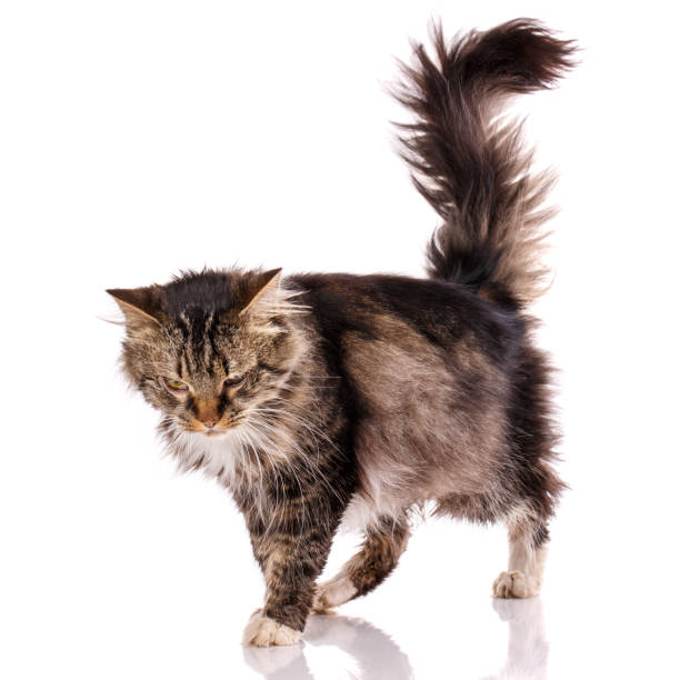 istock Cat. Cat from the street. 869882960