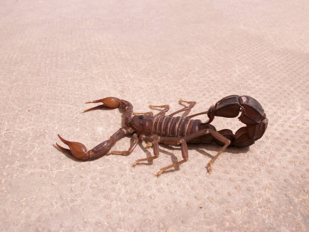 istock Scorpion. Fauna of Arab Emirates. 869886272