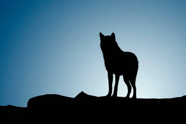 Photo of Wolf on a moonset