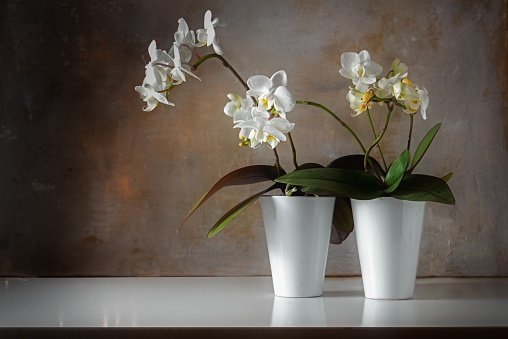 potted white orchids (Phalaenopsis) on a shiny sideboard in front of a rough vintage wall, decoration with contrast between old and modern, copy space, selected focus