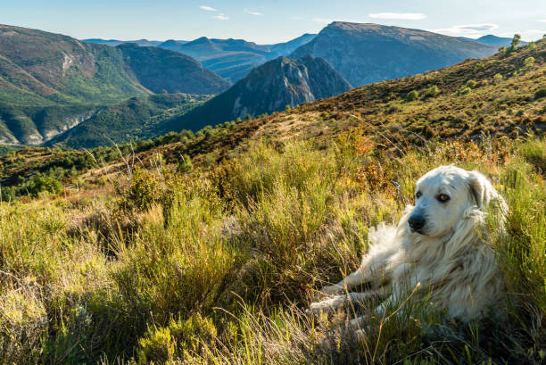 Great Pyrenees in the mountains stock photo