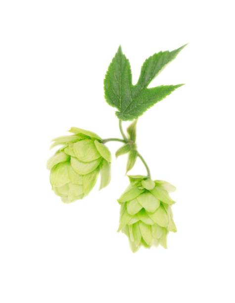 istock Fresh green hop branch, isolated on white background. Macro 869899202