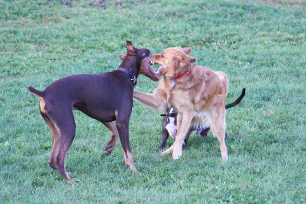 istock Dogs wrestling 869911820