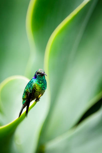 istock Green violetear hummingbird, Colibri thalassinus 869915508