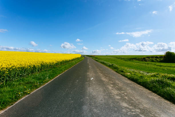istock Empty country asphalt road passing through green and flowering agricultural fields. Countryside landscape on a sunny spring day in Normandy, France 869915514