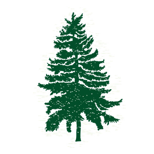 illustrazioni stock, clip art, cartoni animati e icone di tendenza di silhouette sempreverde vettoriale di pino e abete, conifera, elemento di design della natura. - christmas branch pine tree evergreen tree