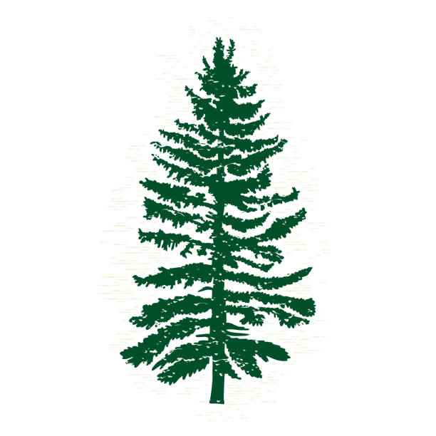 illustrazioni stock, clip art, cartoni animati e icone di tendenza di silhouette sempreverde vettoriale di pino e abete, conifera, elemento di design della natura. - christmas branch pine tree evergreen tree