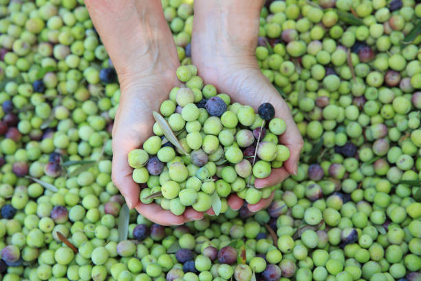 Harvesting Green Olives on Branches in Majorca. Spain