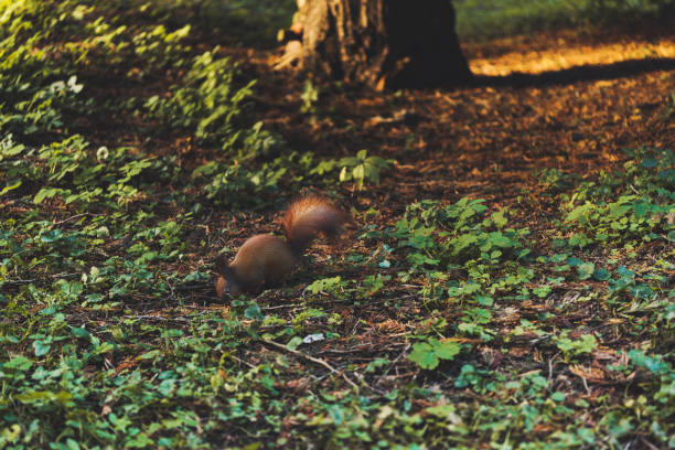 fluffy little squirrel running on soil in autumn park