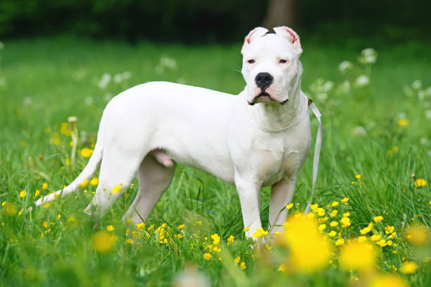 Young Dogo Argentino dog with cropped ears staying outdoors in a green grass with yellow flowers Young Dogo Argentino dog with cropped ears staying outdoors in a green grass with yellow flowers dogo argentino stock pictures, royalty-free photos & images