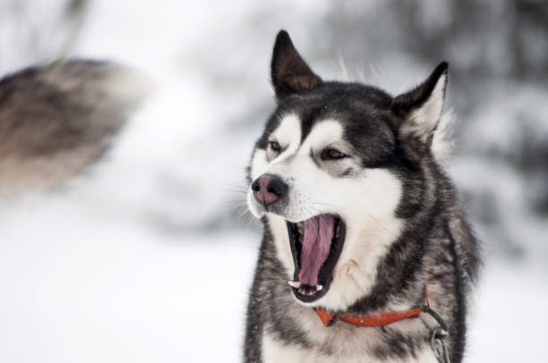 istock Husky dog portrait 869926410