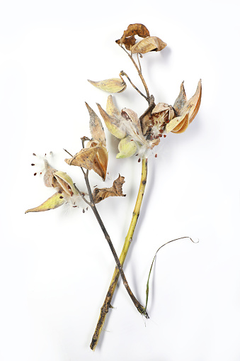 Milkweed pods and seeds on white background