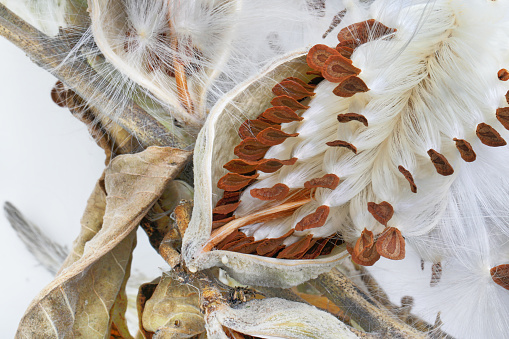 Macro view of Milkweed pods and seeds on white background