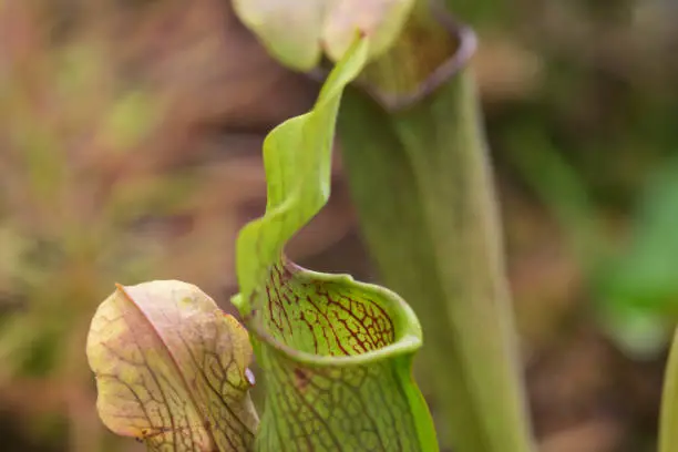 Darlingtonia Californica - the California Pitcher Plant, also known as the Cobra Lily. This amazing carnivorous pitcher plant lures insects in from it's underside, then traps them with false windows.
