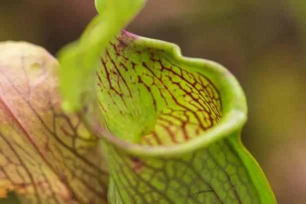 Darlingtonia Californica - the California Pitcher Plant, also known as the Cobra Lily. This amazing carnivorous pitcher plant lures insects in from it's underside, then traps them with false windows.
