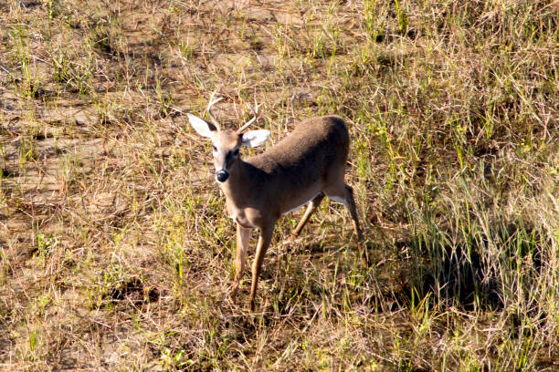 istock Aerial of Whitetail Deer 869937472