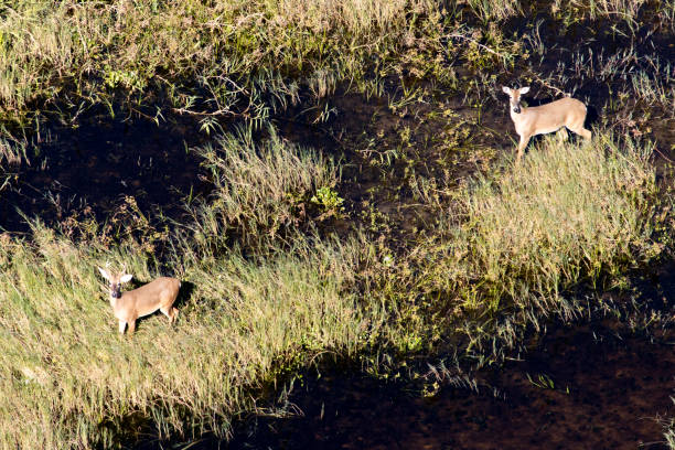 istock Aerial of Whitetail Deer 869939986