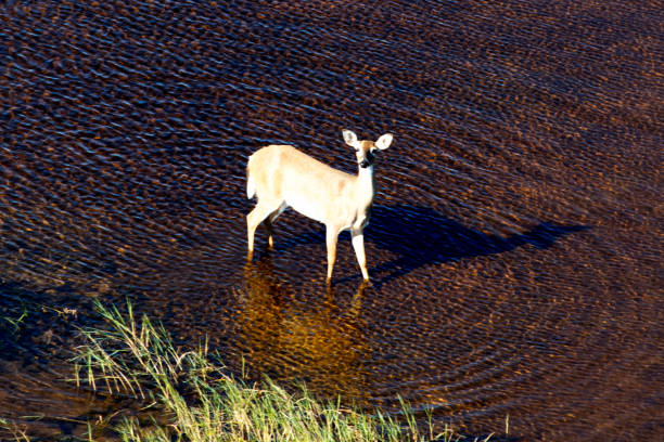 istock Aerial of Whitetail Deer 869940462