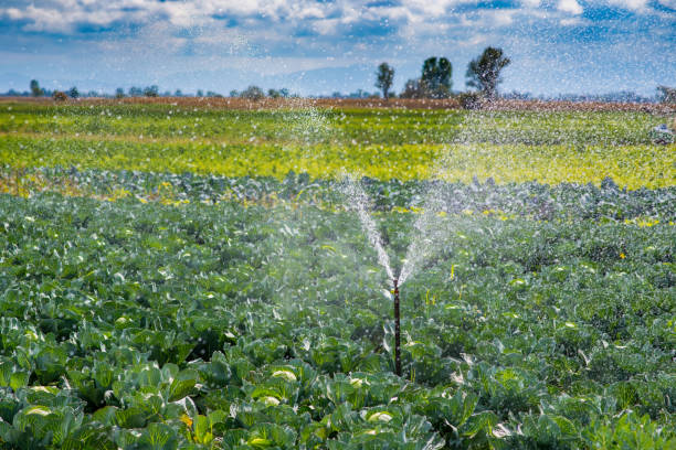 istock Agricultural irrigation system for watering cabbage field 869943696