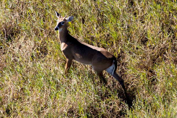 istock Aerial of Whitetail Deer 869946764