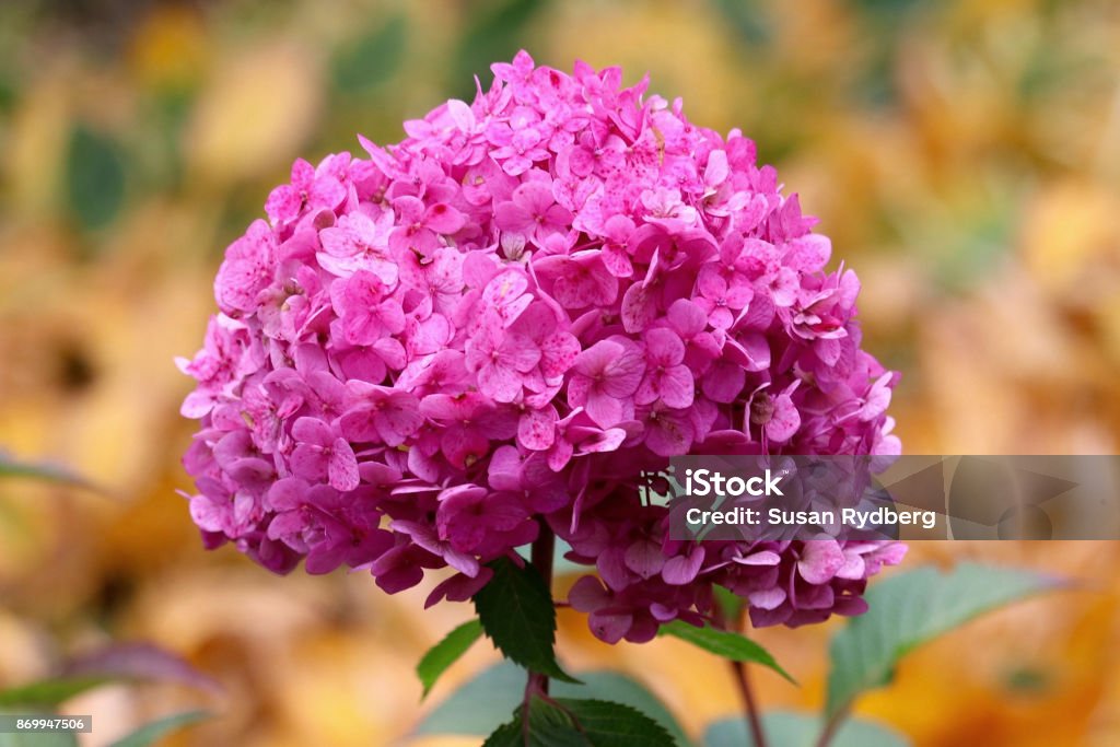 Pink Hydrangea Bouquet Pink Hydrangea in shape of bouquet in the garden at the Minnesota Landscape Arboretum in Autumn Autumn Stock Photo