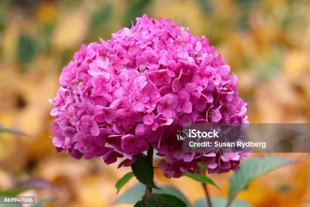 Pink Hydrangea Bouquet Stock Photo - Download Image Now - Autumn, Arboretum, Arts Culture and Entertainment