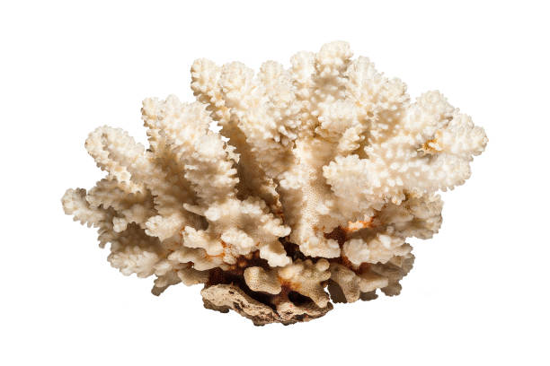istock Sea coral isolated on the white background. 869951050