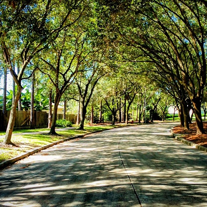 Pin Oak trees form an arching canopy that dapples the road along the curve of Park Center Drive in Clear Lake City, Houston, Texas.