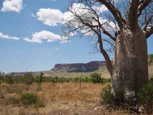 istock Boabab tree in the Kimberley, Home Valley 869961324
