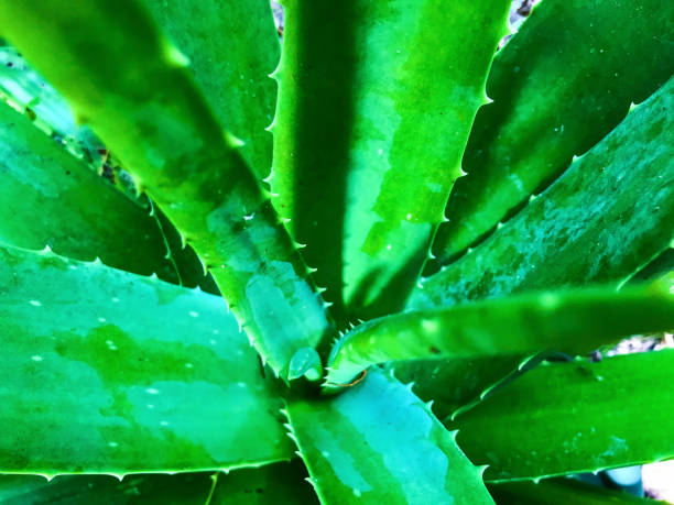 istock Aloe vera plant close up 869973814