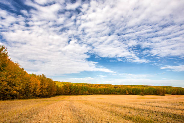 A harvested golden field surrounded by a thick stand forest of trees under cloudy morning sky in a deserted countryside landscape