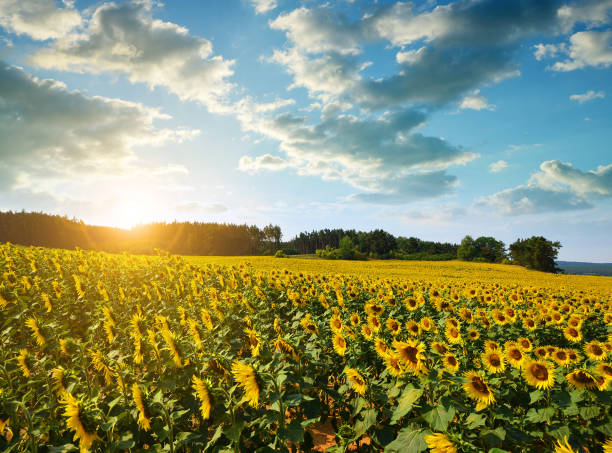 istock Blooming sunflower field at sunset. 869977352