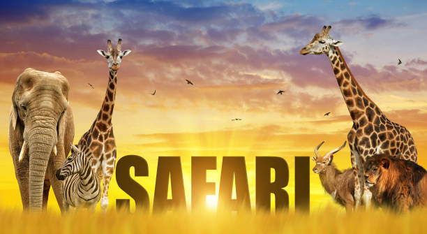 istock Elephant, giraffes, zebra and lion on the savannah at sunset. 869977452