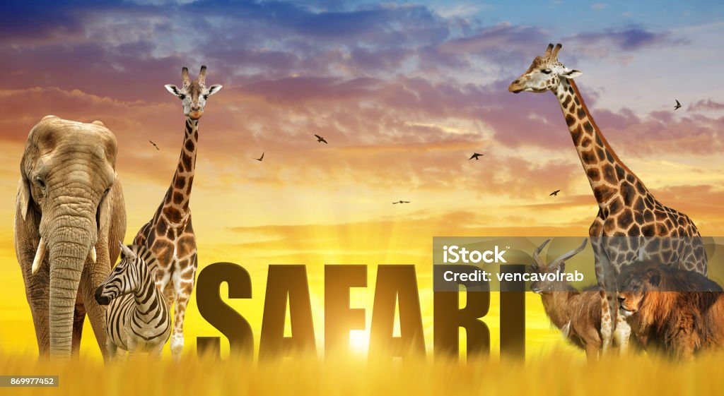 Elephant, giraffes, zebra and lion on the savannah at sunset. Elephant, giraffes, zebra and lion on the savannah at sunset. African safari wildlife animals. Safari Stock Photo