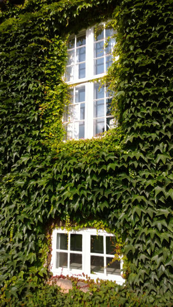 istock House wall with ivy on a summer day. Two Windows. Vertical view 869981134