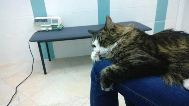 Sick the cat on the lap of the owner in the clinic will receive the necessary treatment with a dropper. stock photo