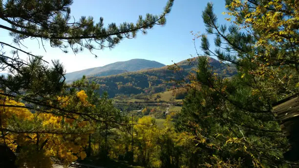 Nature of Serbia in autumn - beautiful autumn foliage of the trees in the foreground, the crown of fir-trees and mountains in the background