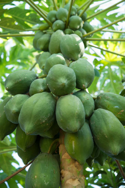 istock raw papaya fruit on papaya tree with leaves 869985190