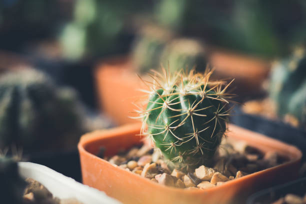 istock Cactus flower, vintage tone 869992292