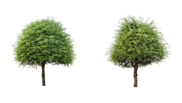 흰색 배경에 고립 된 트리 트리 컬렉션 - oak tree treelined tree single object 뉴스 사진 이미지